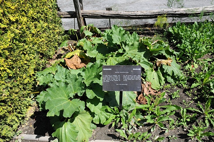 2016-7-25canadaherb 3558_01.JPG
