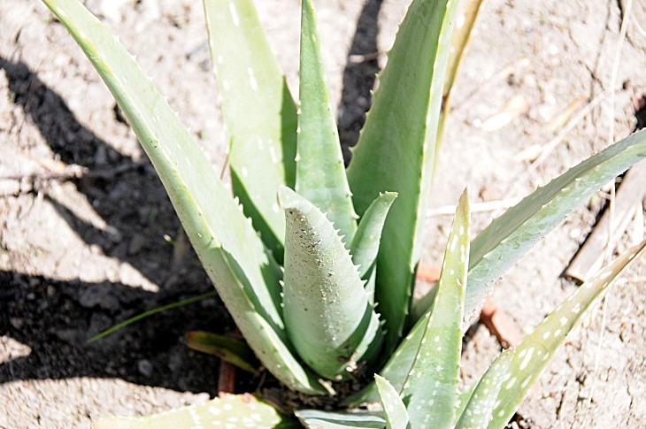 2016-7-25canadaherb 3837_01.JPG