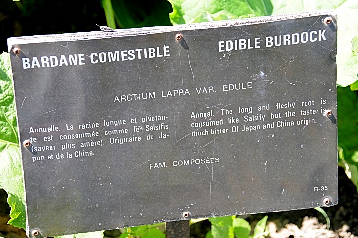 2016-7-25canadaherb 3671_01.JPG