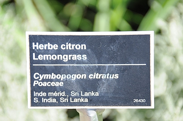 2016-7-25canadaherb 3112_01.JPG
