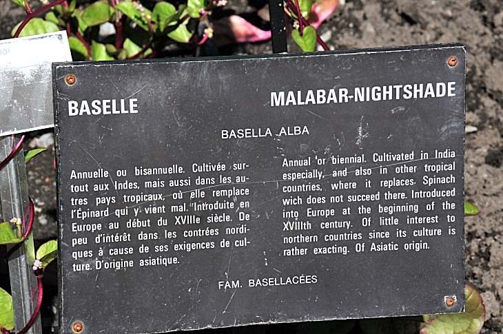 2016-7-25canadaherb 3404_01.JPG