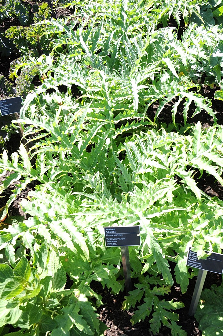 2016-7-25canadaherb 3222_01.JPG