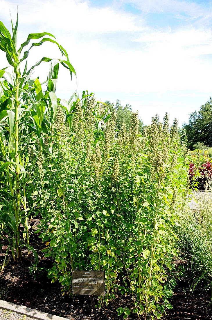 2016-7-25canadaherb 3017_01.JPG