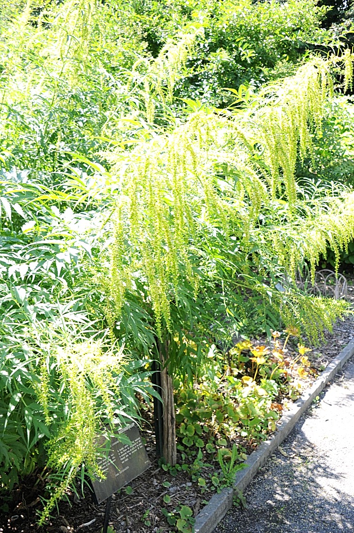 2016-7-25canadaherb 3612_01.JPG