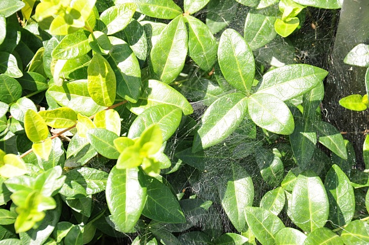 2016-7-25canadaherb 3822_01.JPG