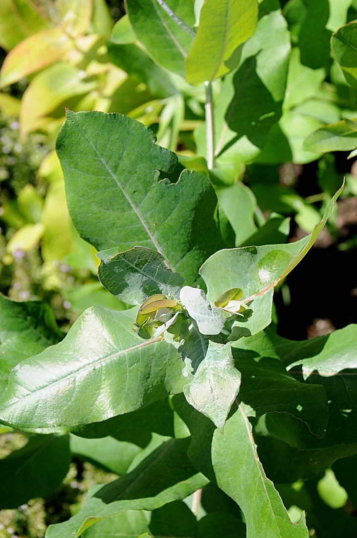 2016-7-25canadaherb 3371_01.JPG