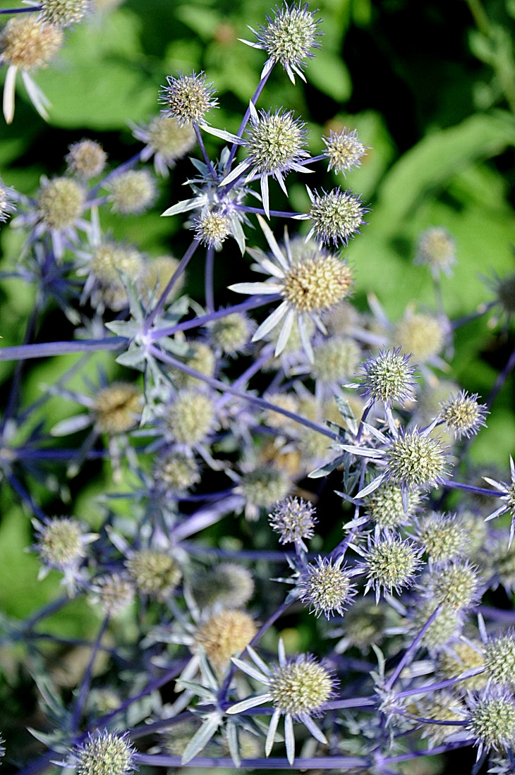 2016-7-25canadaherb 2898_01.JPG