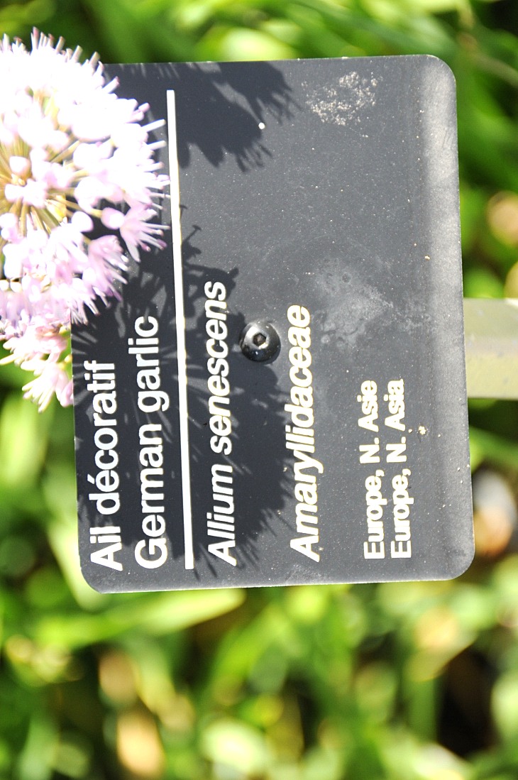 2016-7-25canadaherb 3121_01.JPG