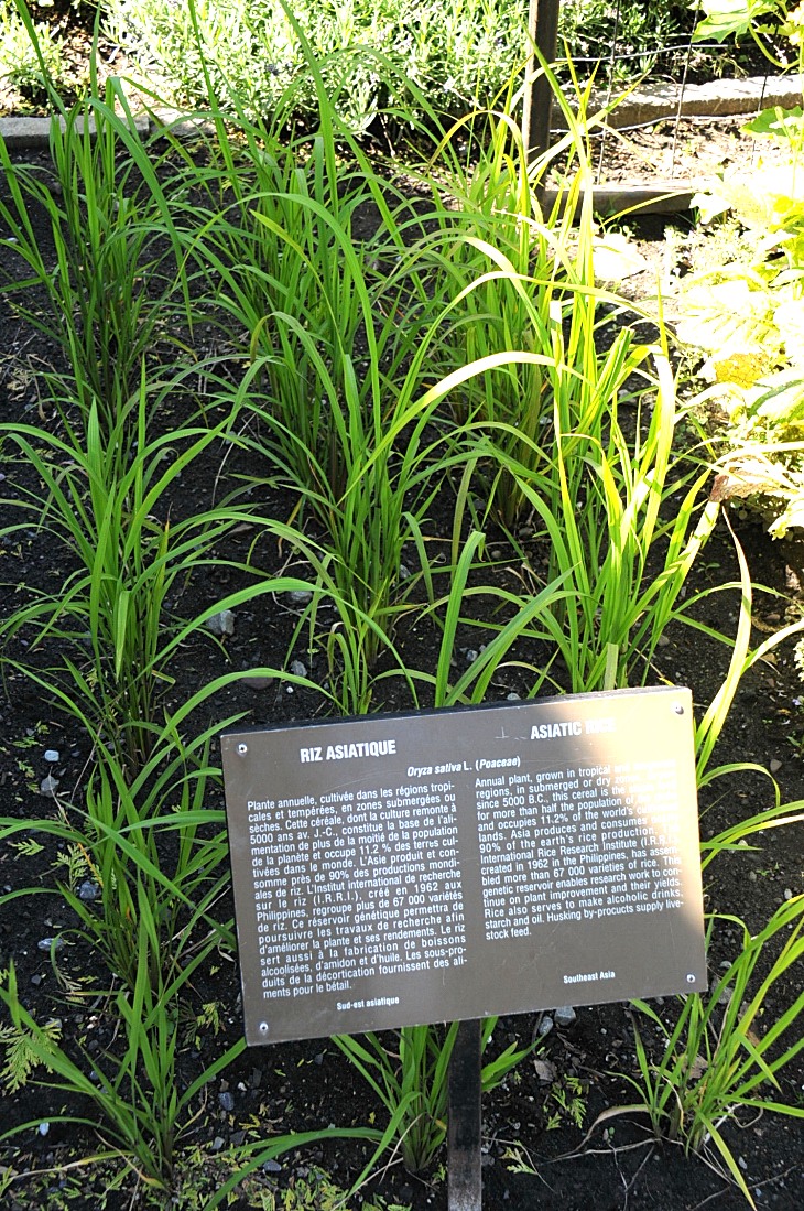 2016-7-25canadaherb 3290_01.JPG