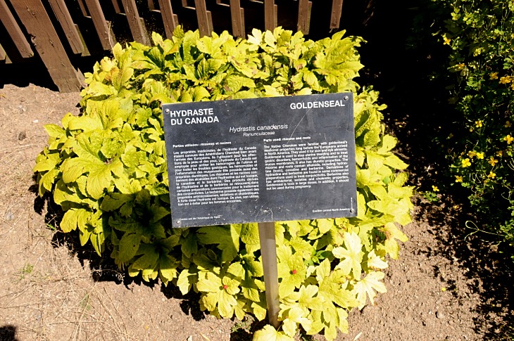 2016-7-25canadaherb 3831_01.JPG
