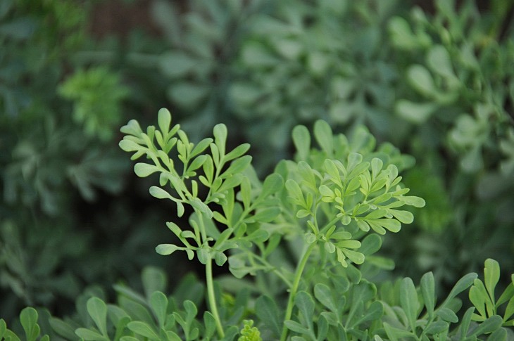 2016-7-25canadaherb 3144_01.JPG