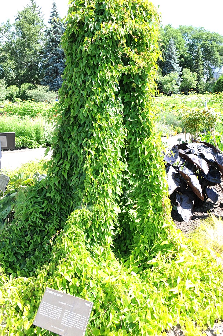 2016-7-25canadaherb 3692_01.JPG