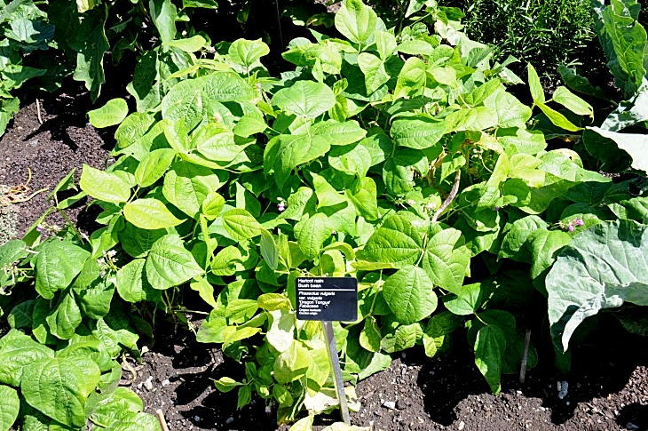 2016-7-25canadaherb 3712_01.JPG