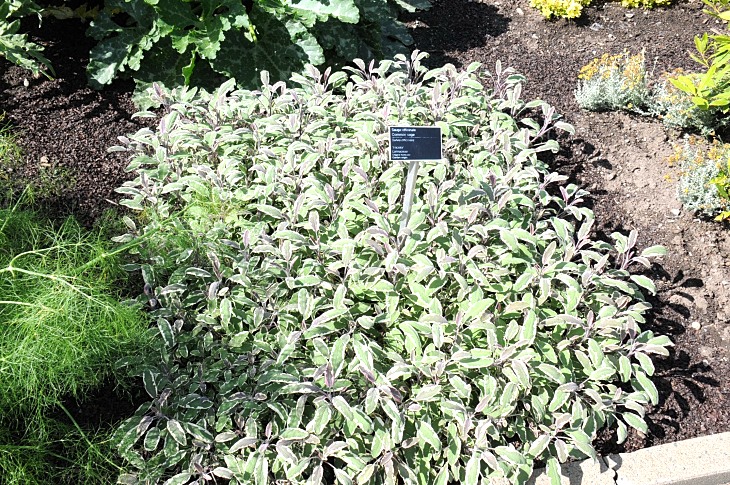 2016-7-25canadaherb 2953_01.JPG