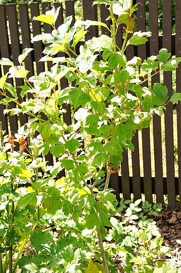 2016-7-25canadaherb 3907_01.JPG
