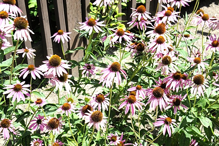 2016-7-25canadaherb 3841_01.JPG