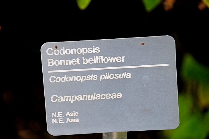 2016-7-25canadaherb 3845_01.JPG