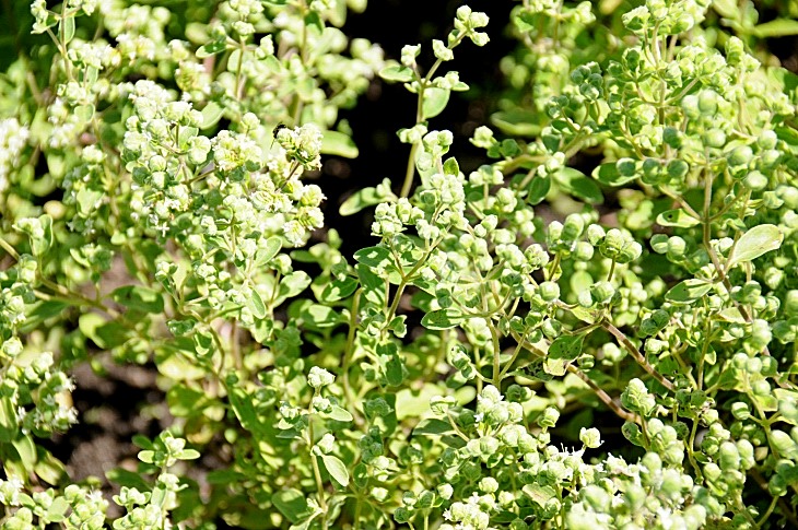 2016-7-25canadaherb 3641_01.JPG