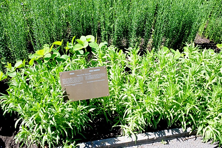 2016-7-25canadaherb 3287_01.JPG