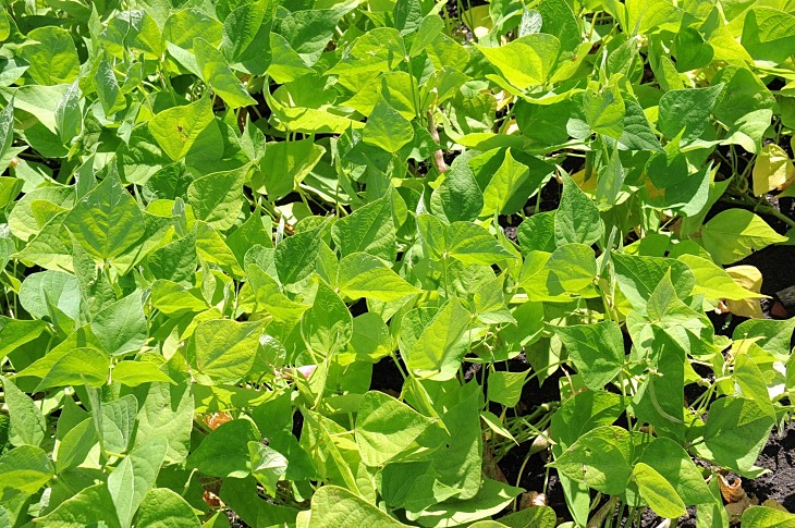 2016-7-25canadaherb 3521_01.JPG