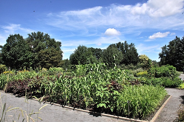 2016-7-25canadaherb 3719_01.JPG