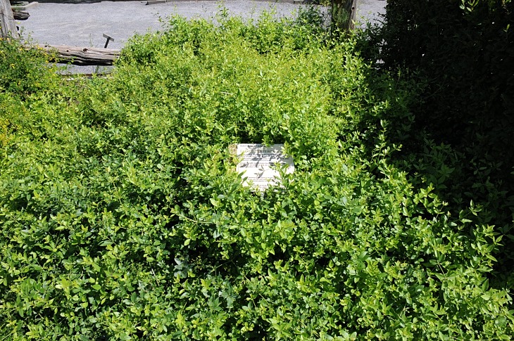 2016-7-25canadaherb 3523_01.JPG