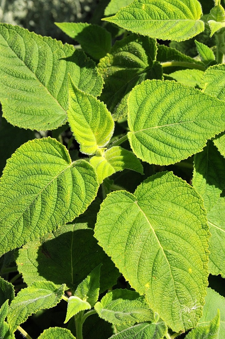 2016-7-25canadaherb 3170_01.JPG