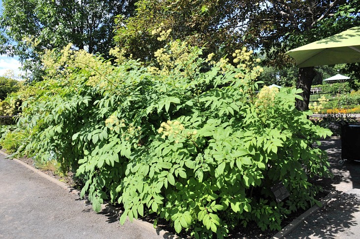 2016-7-25canadaherb 3473_01.JPG