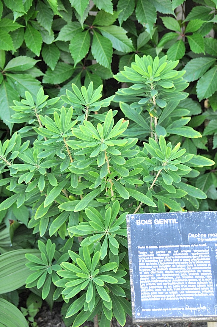 2016-7-25canadaherb 4063_01.JPG