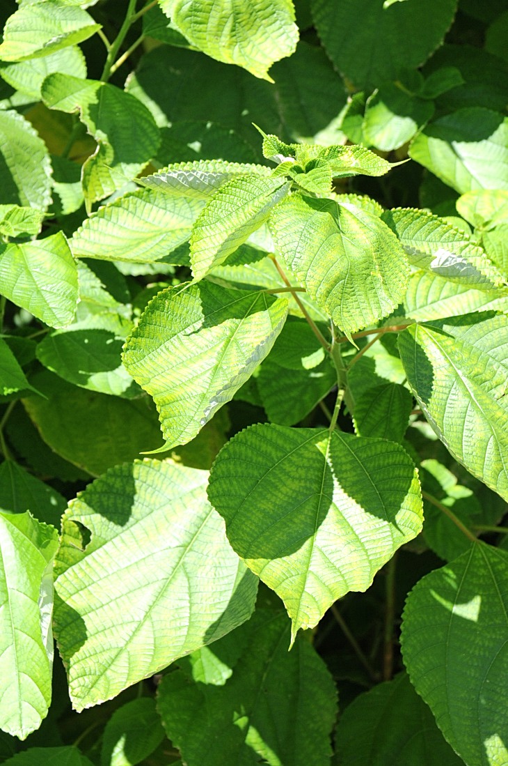 2016-7-25canadaherb 3616_01.JPG