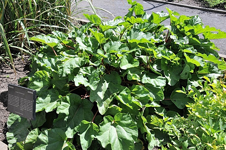 2016-7-25canadaherb 3463_01.JPG