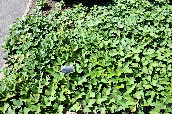 2016-7-25canadaherb 3663_01.JPG