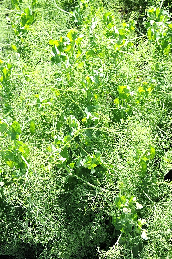 2016-7-25canadaherb 3203_01.JPG