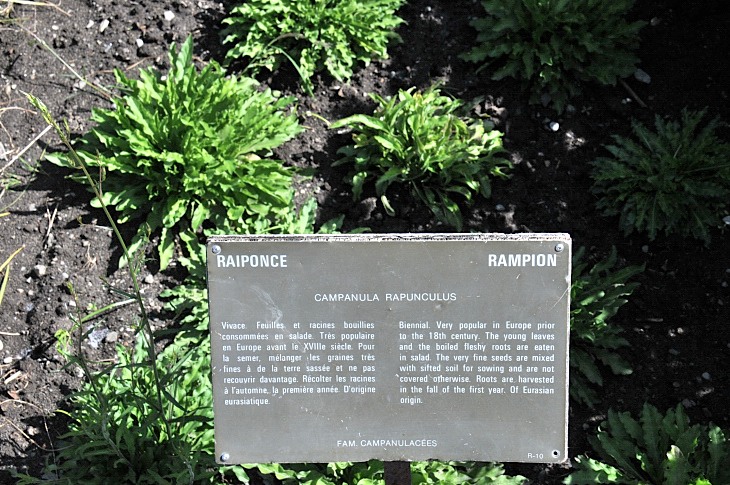 2016-7-25canadaherb 2964_01.JPG
