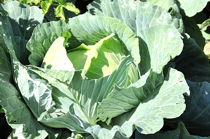 2016-7-25canadaherb 3256_01.JPG