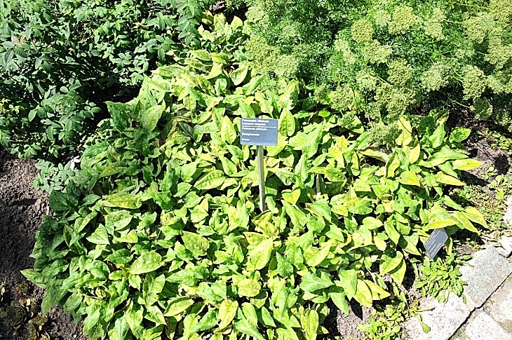 2016-7-25canadaherb 4021_01.JPG