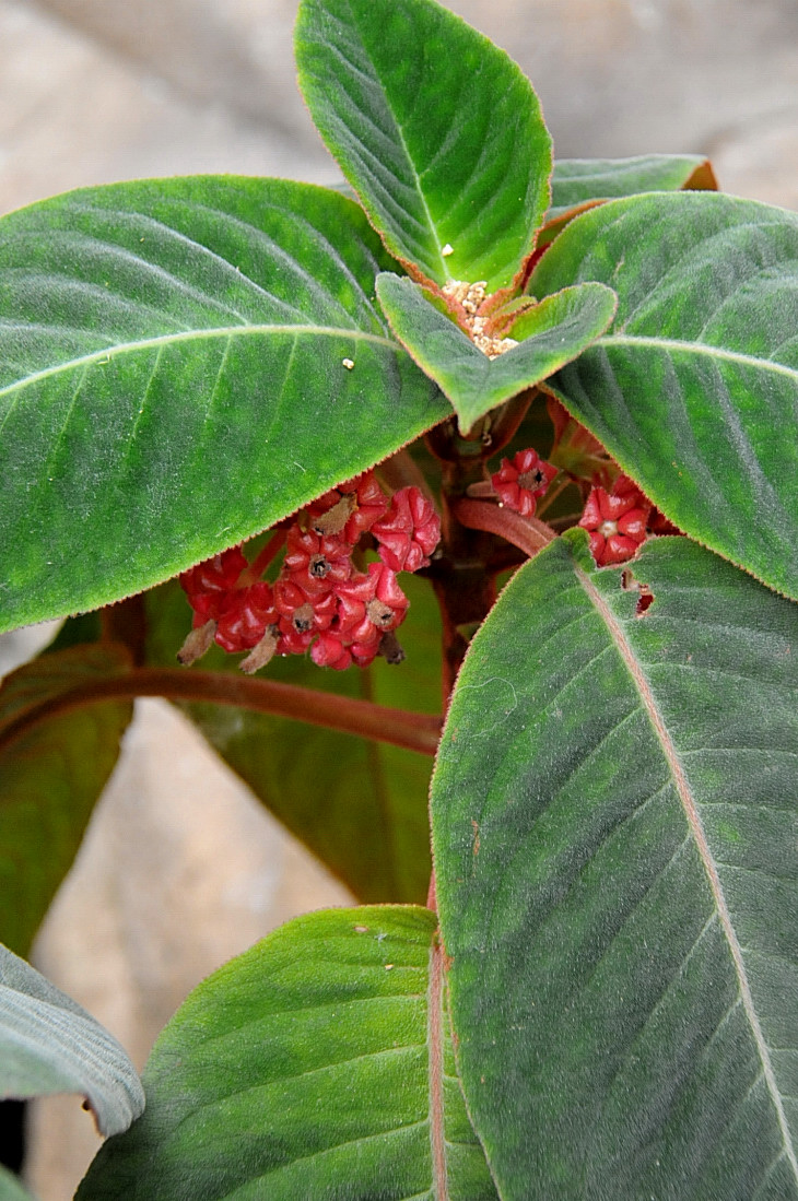 2016-7-25canadaherb 4273_01.JPG