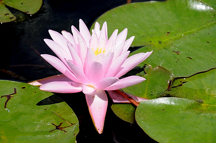 2016-7-25canadaherb 4228_01.JPG