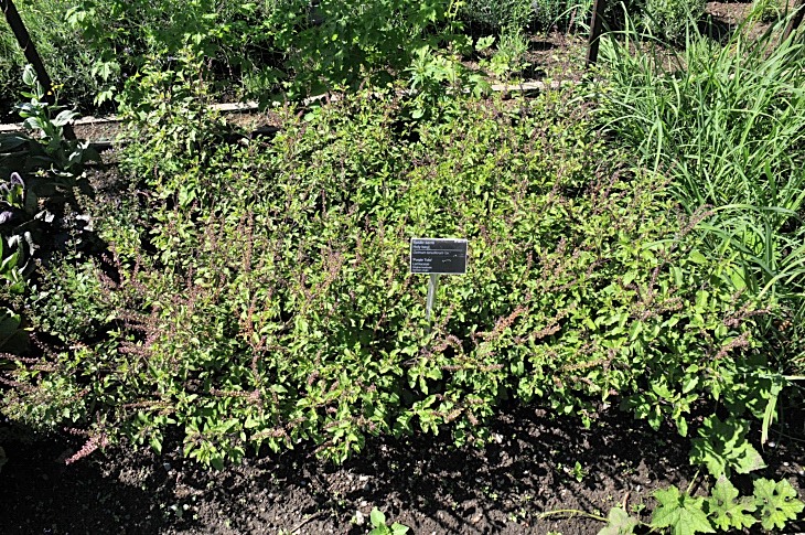 2016-7-25canadaherb 3304_01.JPG