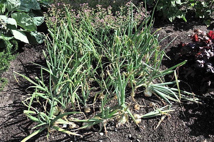 2016-7-25canadaherb 2974_01.JPG
