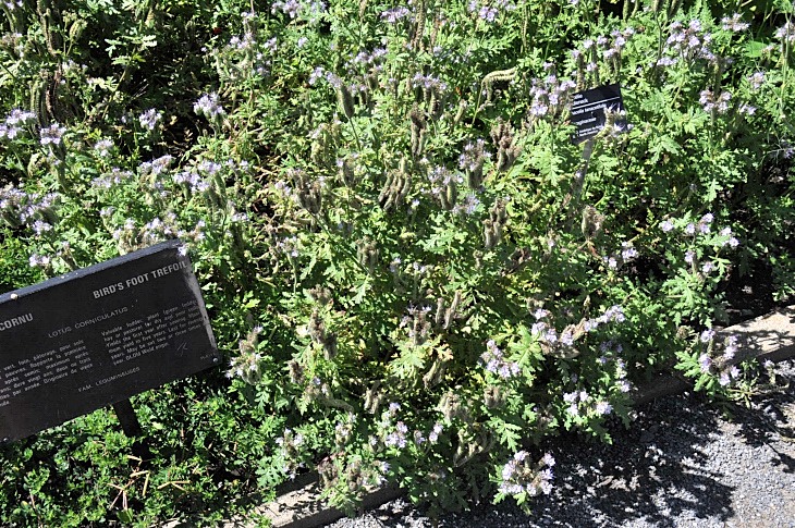 2016-7-25canadaherb 3659_01.JPG