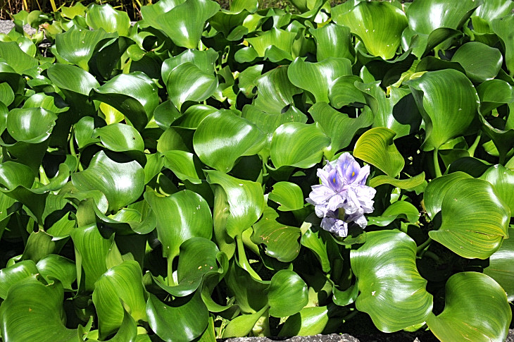 2016-7-25canadaherb 4225_01.JPG