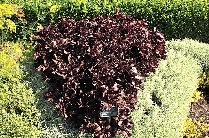 2016-7-25canadaherb 3049_01.JPG