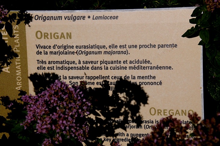 2016-7-25canadaherb 3344_01.JPG