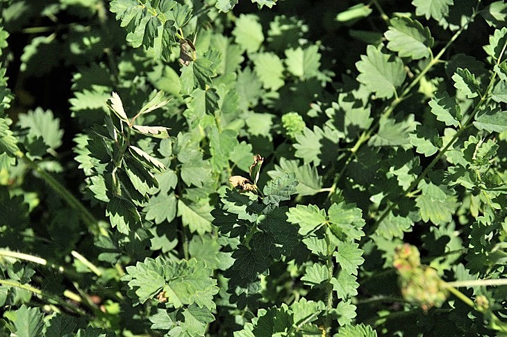 2016-7-25canadaherb 3164_01.JPG