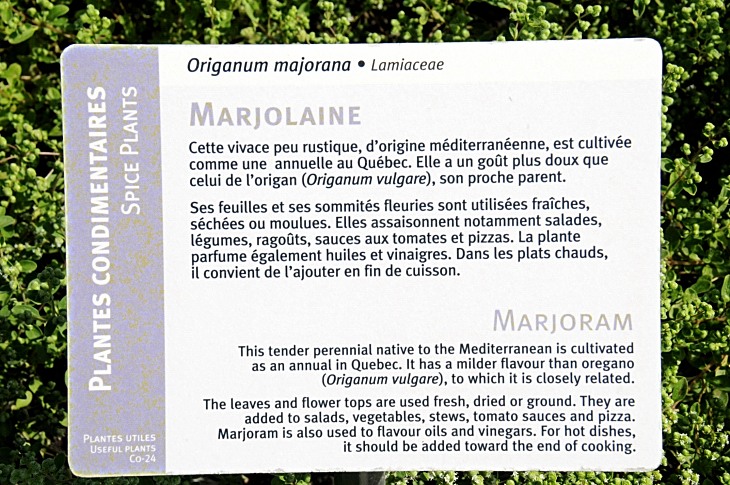 2016-7-25canadaherb 3051_01.JPG