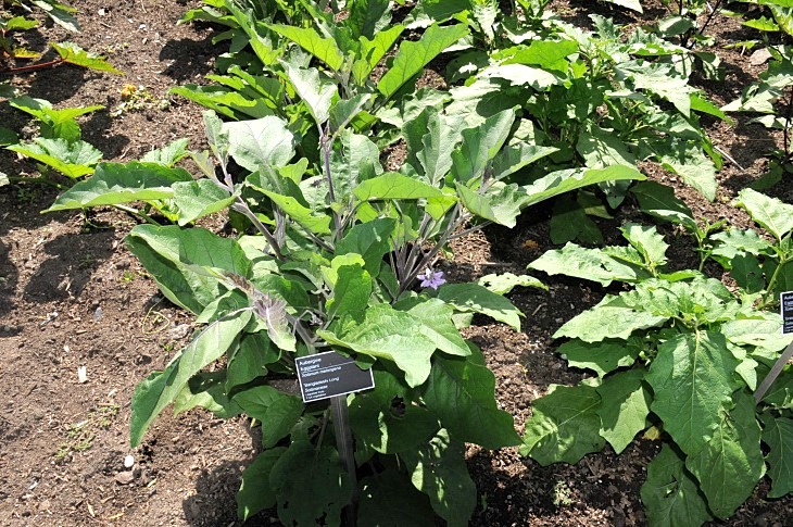 2016-7-25canadaherb 3190_01.JPG