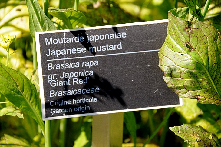 2016-7-25canadaherb 3291_01.JPG