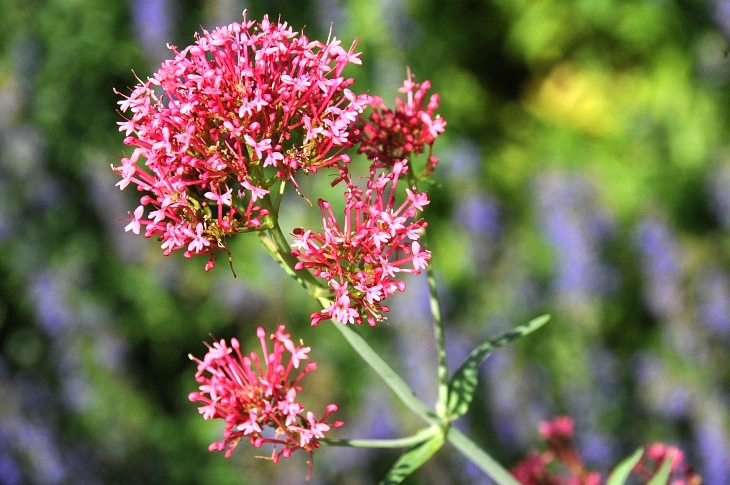 2016-7-25canadaherb 3199_01.JPG