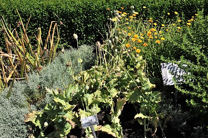 2016-7-25canadaherb 3650_01.JPG